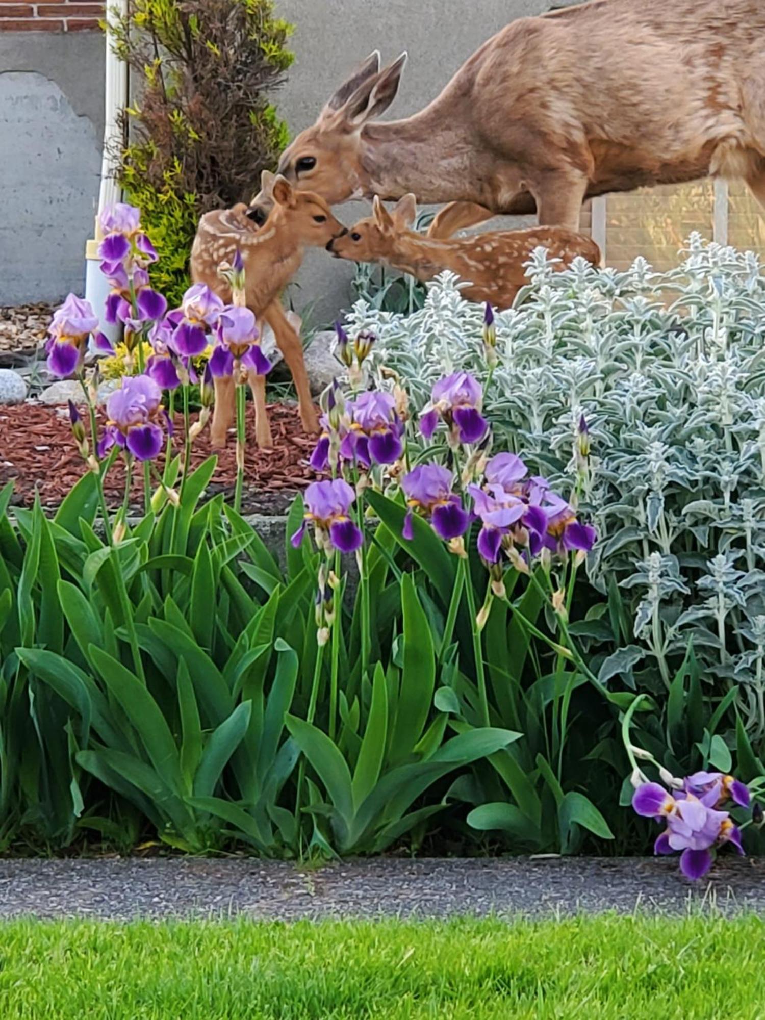 Adams Pragge House - Victorian Bed & Breakfast Port Townsend Luaran gambar